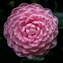 Cherie Shirah Camellia japonica 