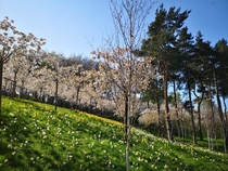 Cherry blossom and daffodils Northumberland UK x 