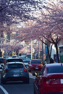 Cherry blossom in Izumi Nagoya Japan Photo credit to Kazushige Tanase