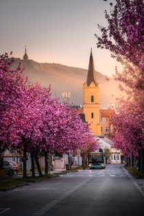 Cherry blossom in Nitra Slovakia