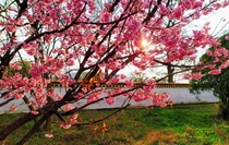 Cherry Blossom India  