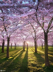 Cherry blossom park Amsterdam the Netherlands 