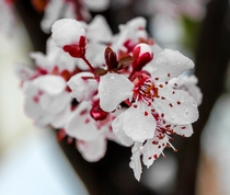 Cherry Blossom Prunus serrulata 