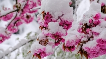 Cherry blossom Prunus serrulata under sudden spring snowfall 