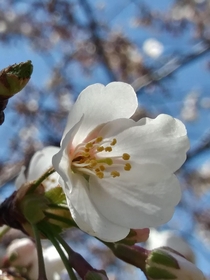 Cherry blossom tree in Washington DC