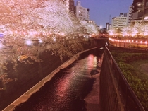 Cherry Blossom Trees in Nakameguro Japan 