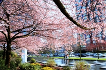 Cherry Blossoms in Bloom in Vancouver British Columbia 