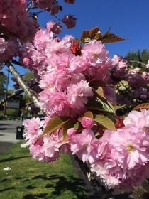 Cherry blossoms WA