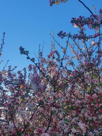 Cherry Blossoms were stunning this season 