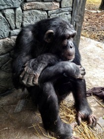 Chimp at the Houston zoo  