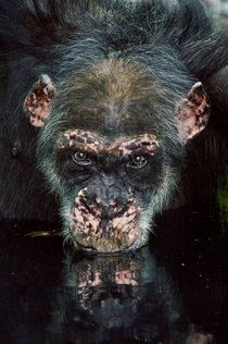 Chimpanzee - Pan troglodytes -  photo by Frans Lanting 