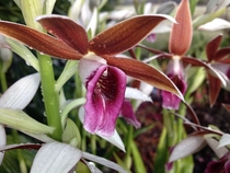 Chinese Ground Orchid bletilla striata