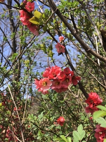 Chinese Quince escaped and wild in North America