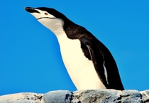 Chinstrap Penguin Photo credit to Meg Jerrard