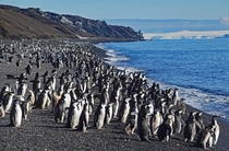 Chinstrap Penguins Pygoscelis antarcticus waiting for the perfect moment to go fishing at Baily Head Antarctica