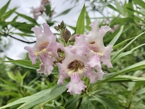 Chitalpa tree flowering