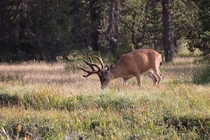 Chonky Mule Deer in California 