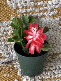 Christmas Cactus finally bloomed today 