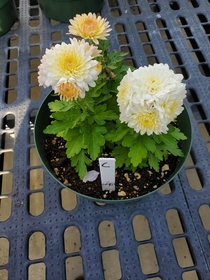 Chrysanthemum Cube 
