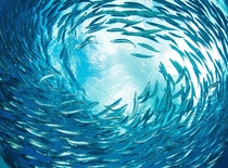Circle of Life - A shoal of sardines near the surface at Thousand Steps Reef of Bonaire  Photo by Federico Cabello