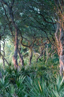 Classic Intercoastal Floridian Foliage 