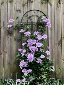 Clematis growing in Columbus OH