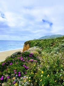 Cliffs are lit by wildflower bloom Halfmoon Bay CA 