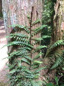 Climbing fern Blechnum filiforme ascends the trunk of a young Podocarpus totara Bay of Islands New Zealand When the ferns rhizomes reach a tree trunk they climb up and the fronds can eventually cover the tree 