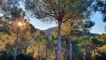 Close to Barcelona town still can enjoy the forest Is my first post dont blame me too much Res