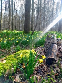 Close to Hallerbos - but a carpet of daffodils not bluebells Bois de lHpital Belgium x 