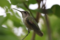 Close up of a hummingbird in Canada 