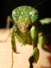 Close up Praying Mantis Dystacta alticeps