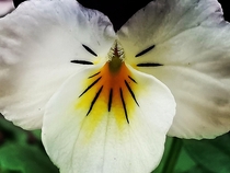 Close up shot of this beautiful Viola flower