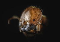 Closeup of a Big-headed ant major worker