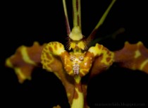 Closeup on Butterfly Orchid Psychopsis Mendenhall 