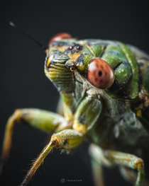 Closeup photo of a cicada