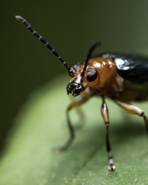 Closeup shot of a cereal leaf beetle
