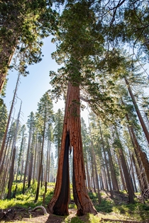 Clothespin Tree Yosemite National Park 