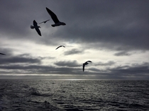 Cloudy Sky with Gulls off the California Coast