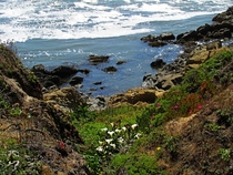 Coastal Wildflowers Pescadero California USA 