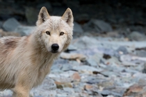 Coastal Wolf - Kukak Bay Alaska 