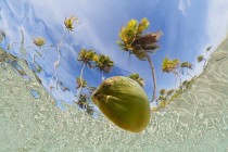 Coconut floating in the lagoon viewed from underwater French Polynesia 