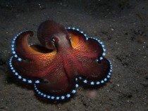 Coconut Octopus Amphioctopus marginatus 