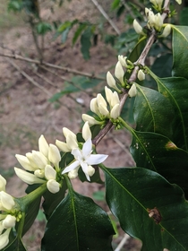 Coffee flowers - San Martin Peru 