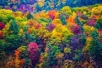 Colchester Vermont Rainbow Foliage 