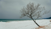 Cold and lonely tree at Nordhouse dunes Michigan 