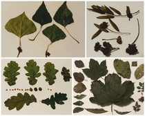 Collection of tree galls on leaves and stems