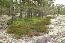 Color contrast in a swedish forest 