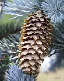 Colorado Blue Spruce Cone Picea pungens credit to US Fish and Wildlife Service 