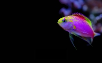 Colorful fish 